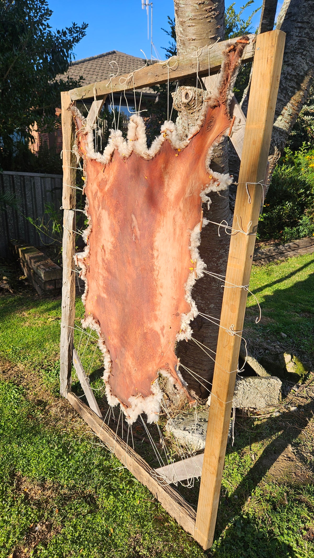 Sheep Hide Tanning