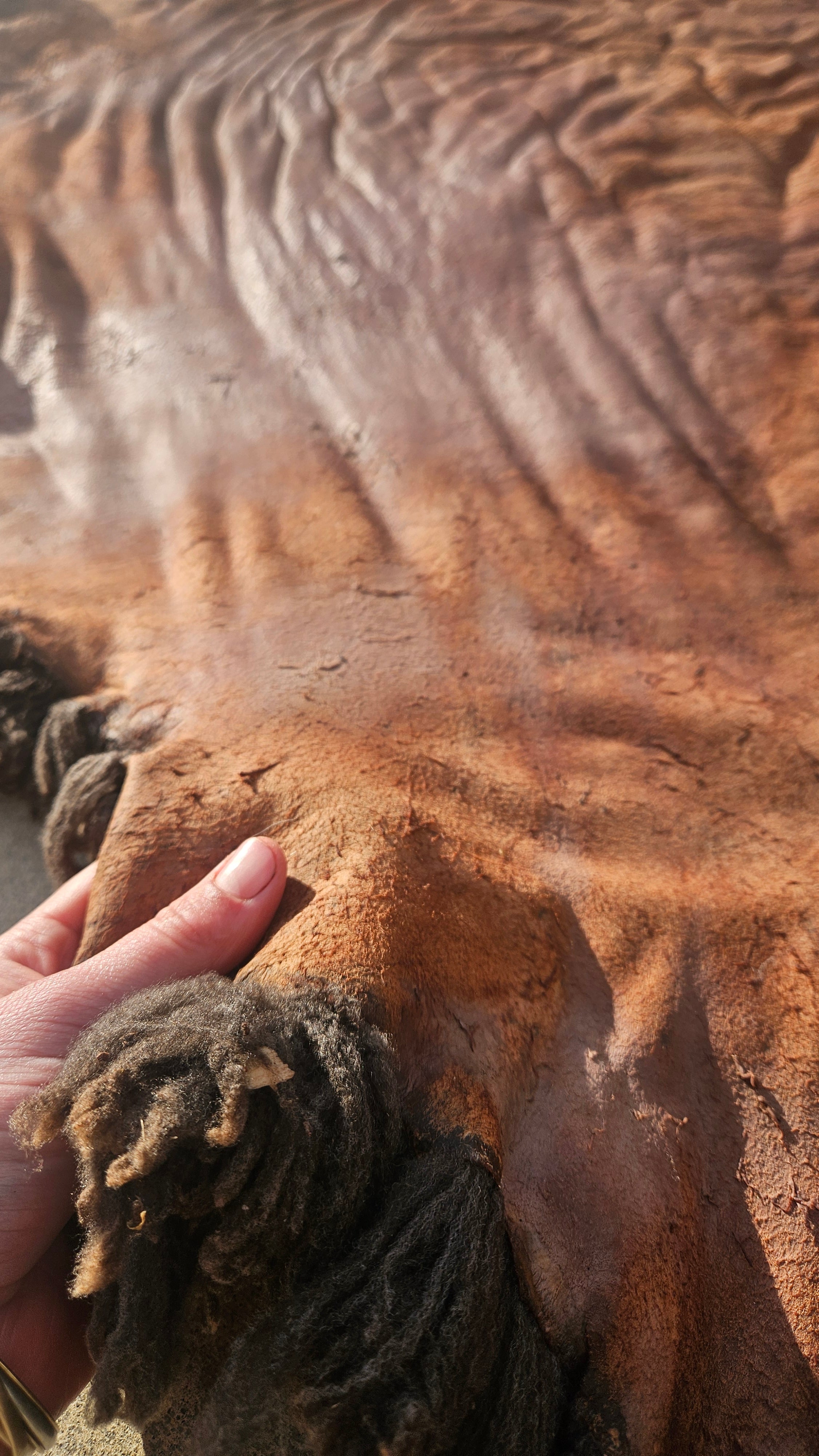 Sheep Hide Tanning