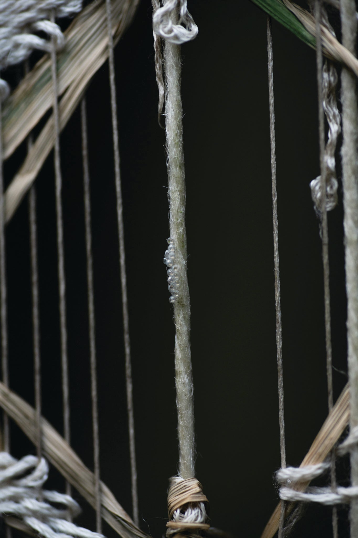 Weaving with Weeds
