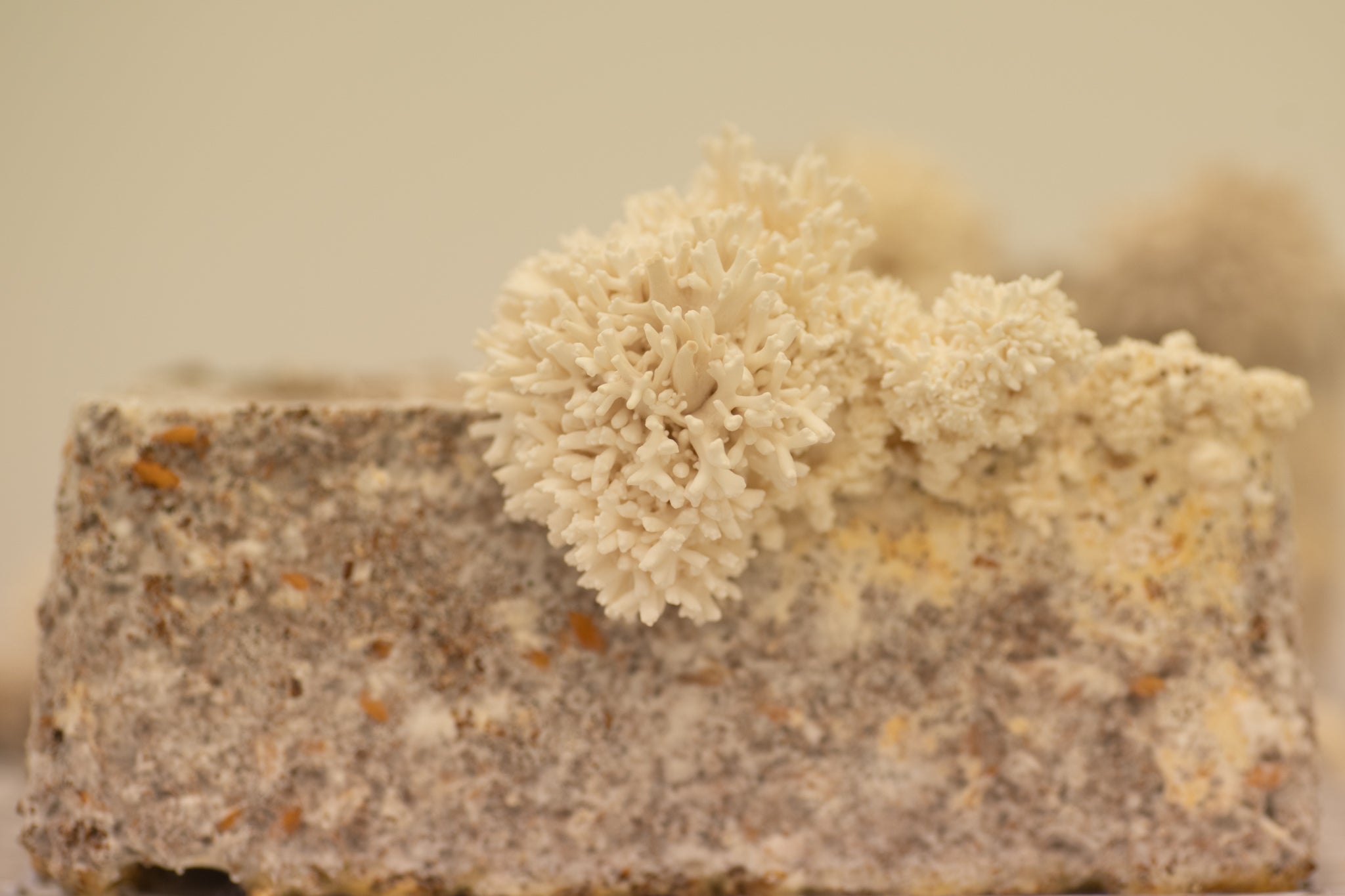 Mycelium Materials