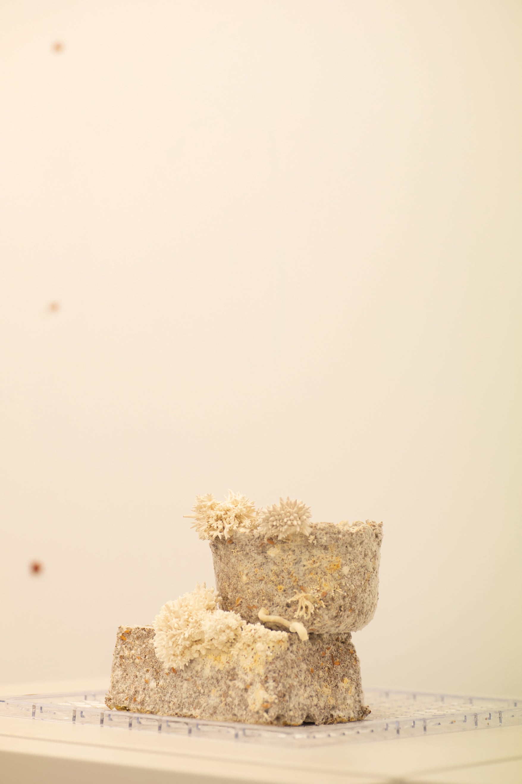 Mycelium Materials