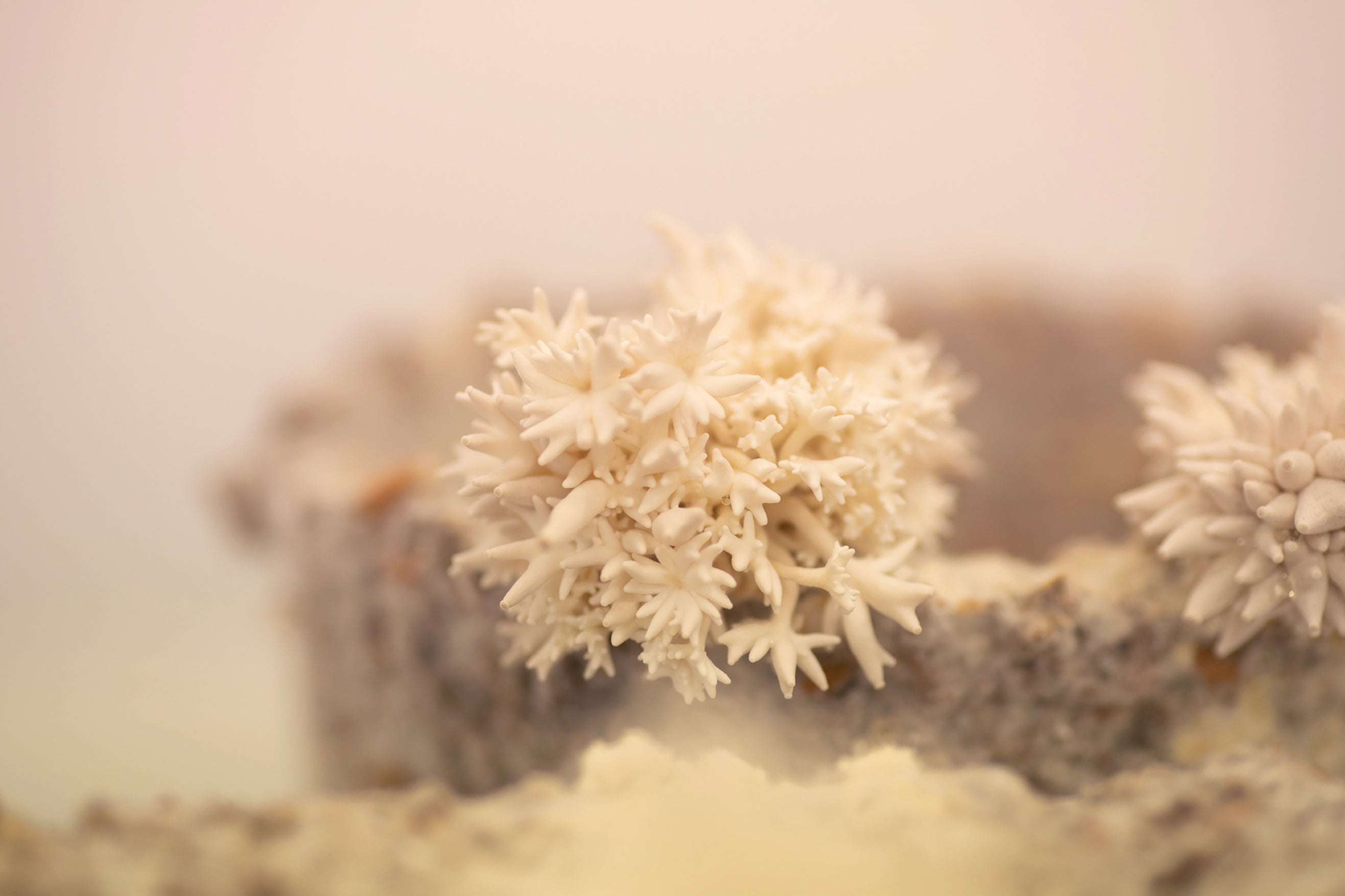Mycelium Materials