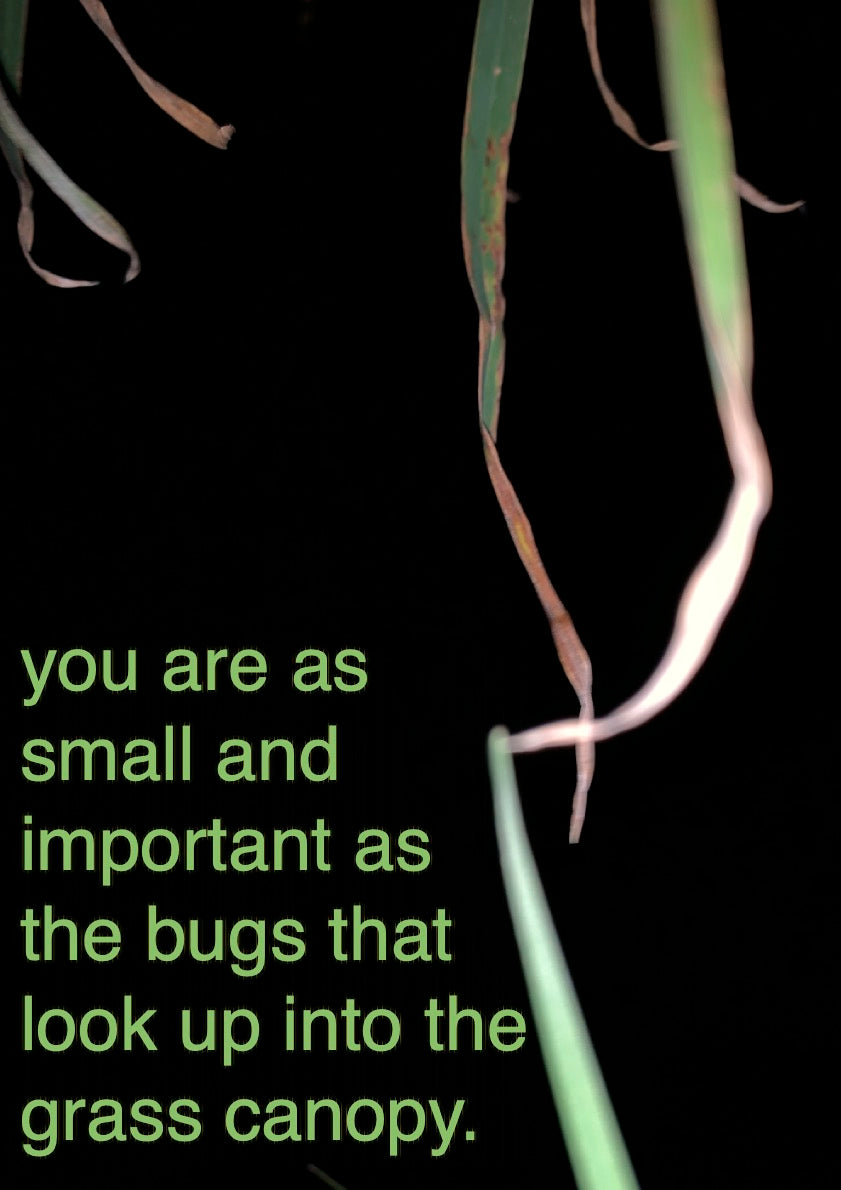 Grass Canopy Art Print