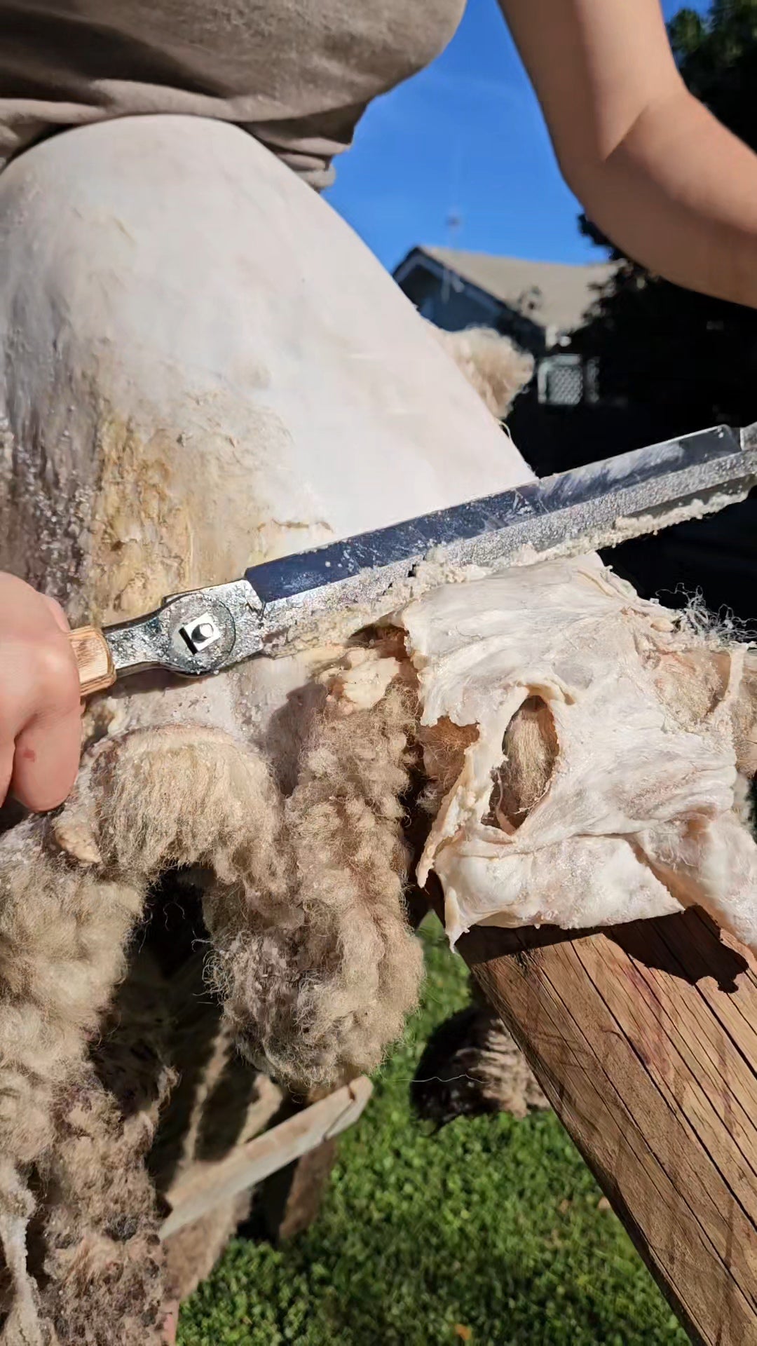Sheep Hide Tanning